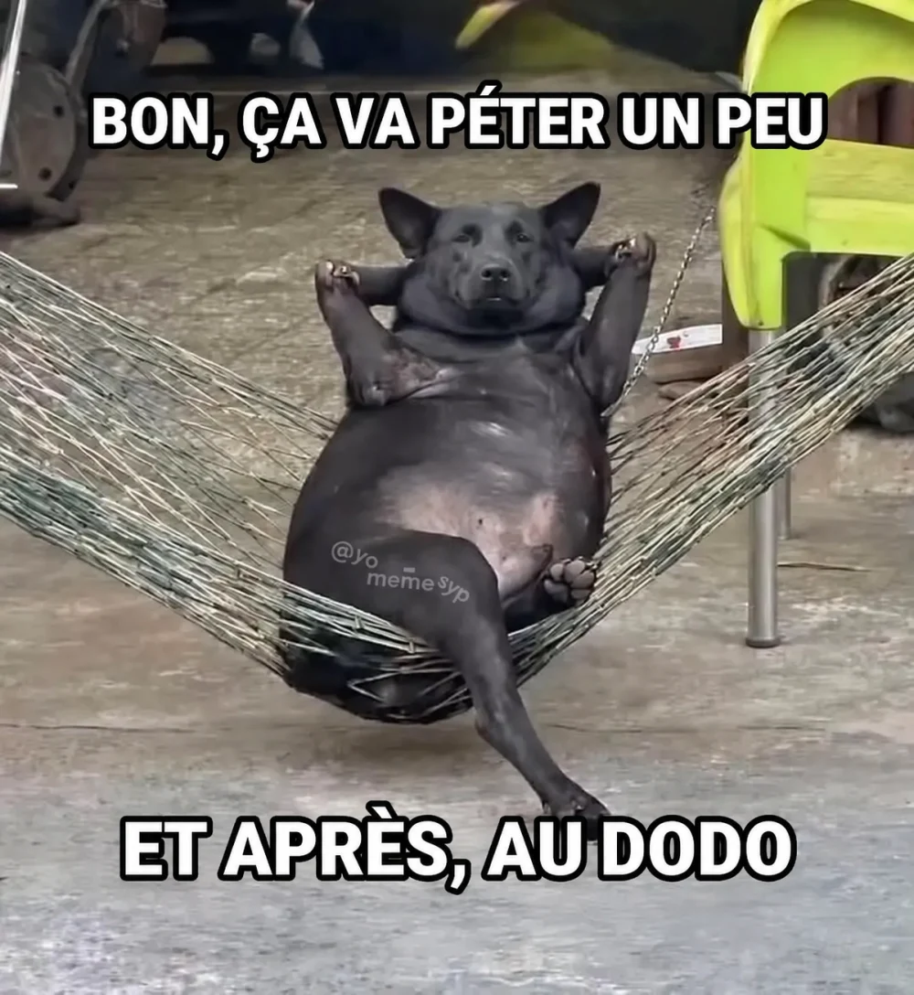 Chien dans un hamac
