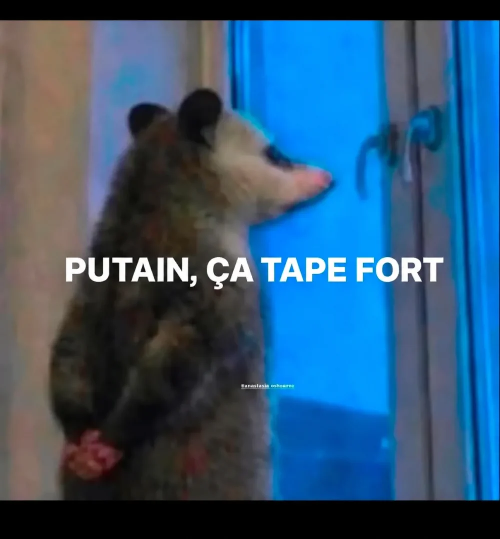 Opossum surpris