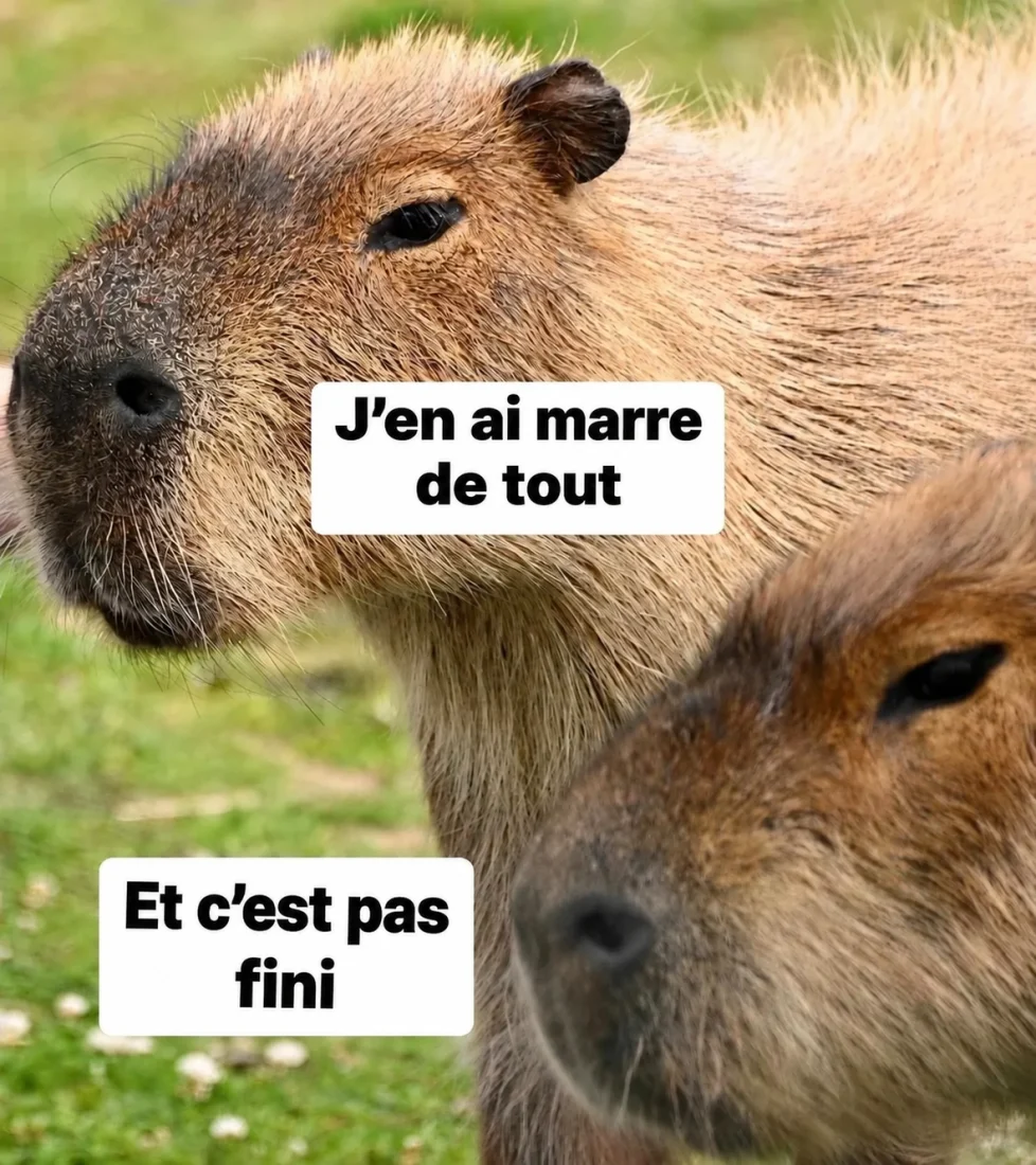 Capybaras imperturbables