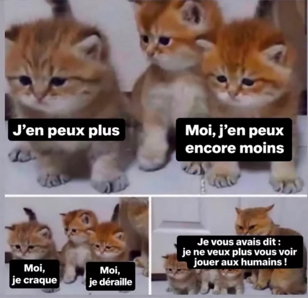 Chatons